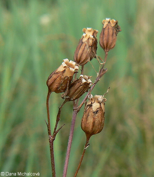 Ragged Robin,crow flower,cuckoo,Indian pink, meadow lychnis,wild william, crow soap, meadow pink,cuc